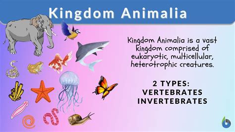 animalia examples.